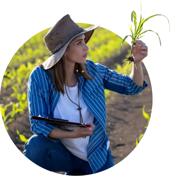 Woman Inspecting Corn Plant In Field.